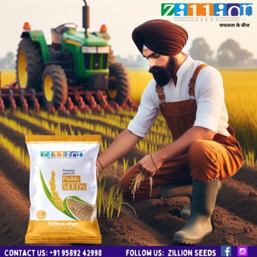 Zillion Paddy Seed